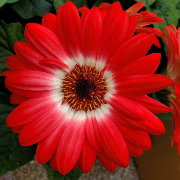 1 perennial flowers, thomas greenhouse