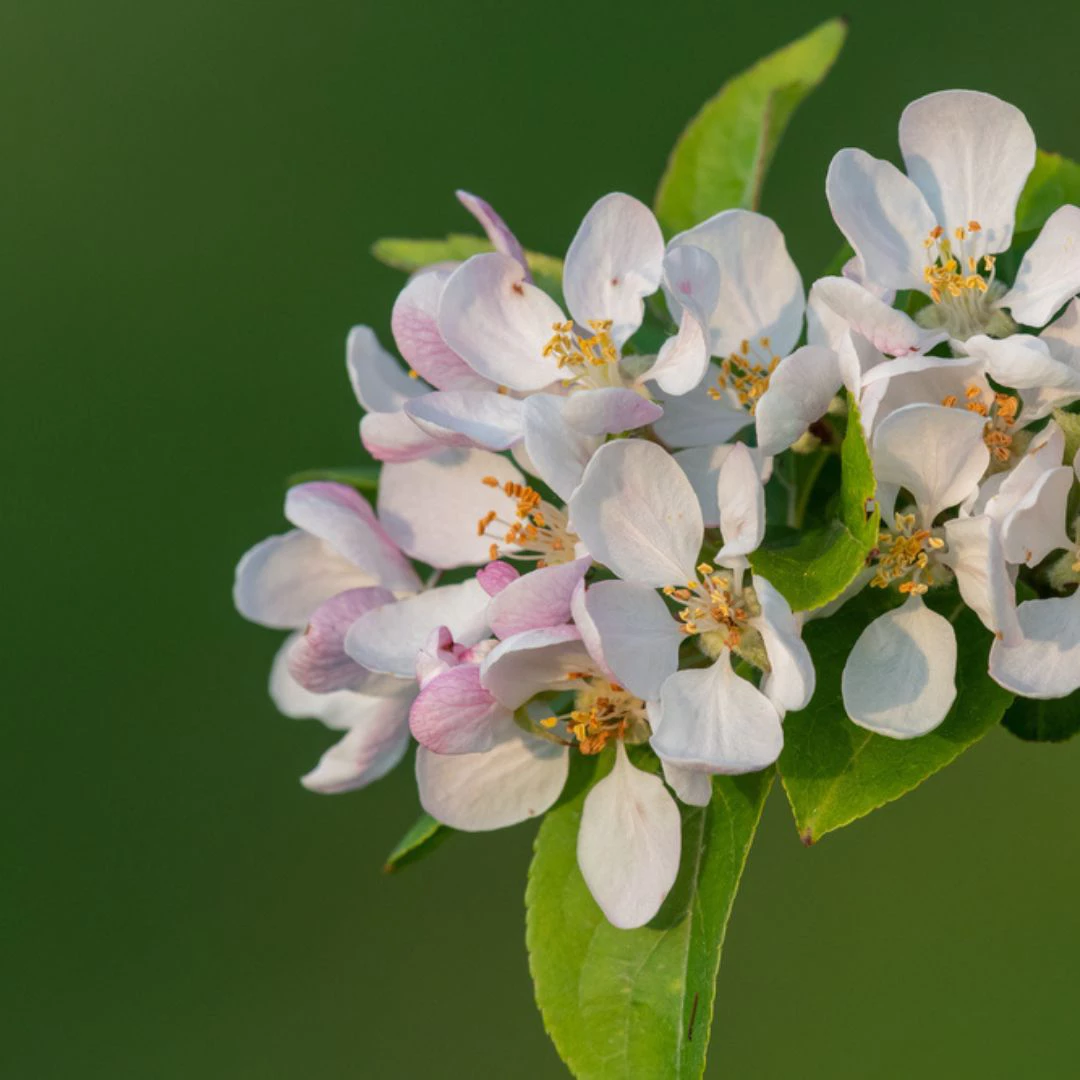 3 ornamental trees, thomas greenhouse