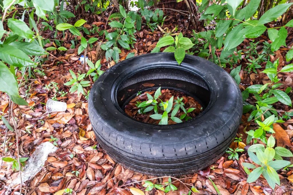 mosquito breeding, mosquitoes