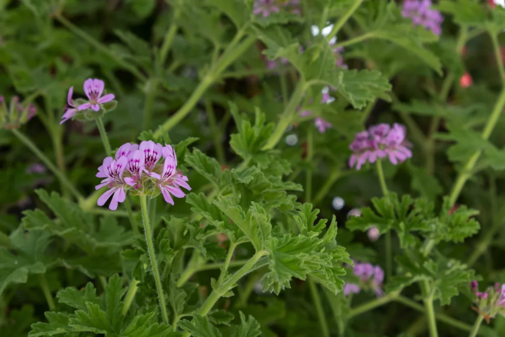 perennial flowers, citronella