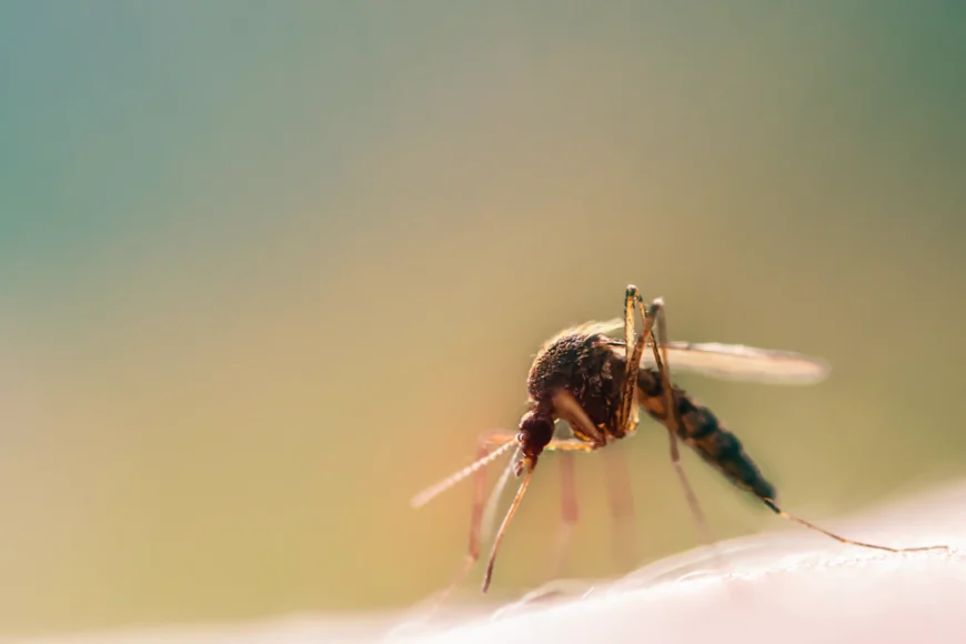 Perennial Flowers: Nature’s Repellent for a Beautiful, Mosquito-Free Yard