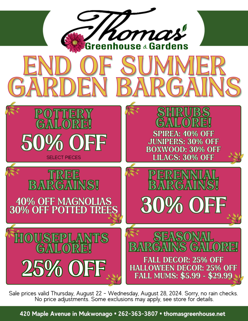 TGH Sale August 22 (1) A promotional flyer for Thomas Greenhouse & Gardens titled "End of Summer Garden Bargains" with sales running from August 22 to August 28, 2024. The flyer highlights various discounts: Pottery Galore: 50% off select pieces. Shrubs Galore: 40% off Spirea, 30% off Junipers, Boxwood, and Lilacs. Tree Bargains: 40% off Magnolias, 30% off Potted Trees. Perennial Bargains: 30% off. Houseplants Galore: 25% off. Seasonal Bargains Galore: 25% off Fall Decor, 25% off Halloween Decor, Fall Mums priced between $5.99 and $29.99. The flyer includes the address: 420 Maple Avenue in Mukwonago, contact number: 262-363-3807, and website: thomasgreenhouse.net. It also notes that the sale is valid from Thursday, August 22 to Wednesday, August 28, 2024, with no rain checks, price adjustments, and potential exclusions.