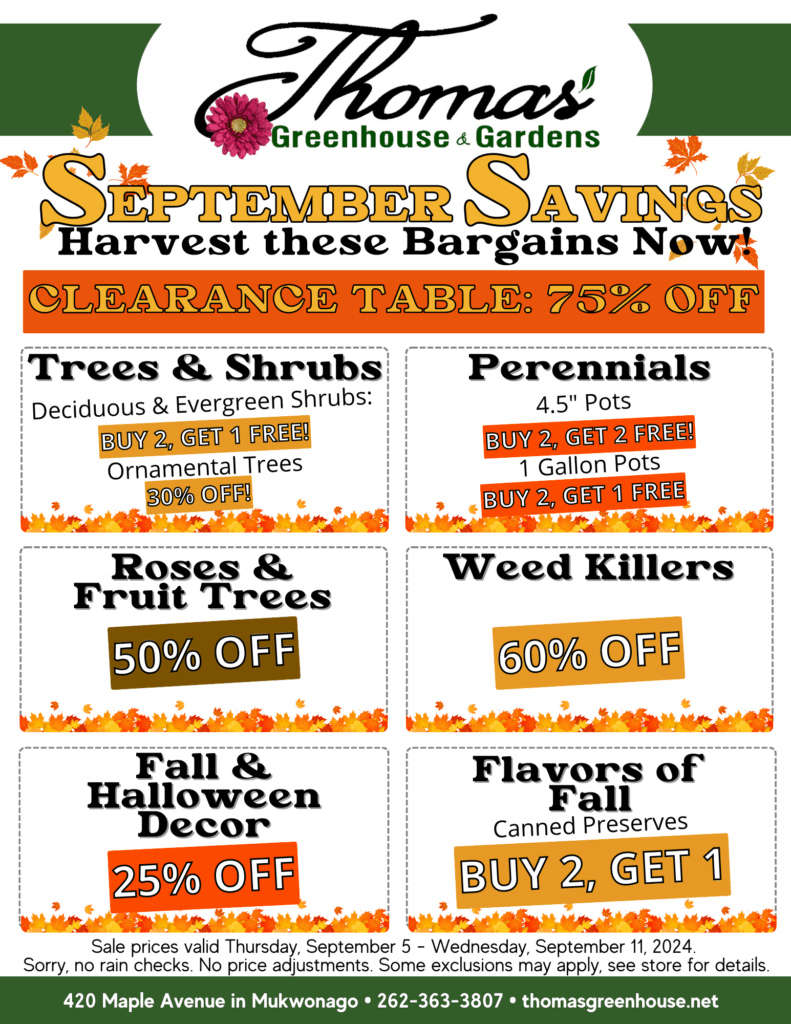 "Thomas Greenhouse & Gardens September Savings promotional flyer. The flyer is titled 'September Savings' with the tagline 'Harvest these Bargains Now!' A prominent section labeled 'Clearance Table' offers 75% off on select items. The sale includes various discounts: Buy 2, Get 1 Free on deciduous and evergreen shrubs, 30% off ornamental trees, 50% off roses and fruit trees, 60% off weed killers, 25% off fall and Halloween decor, and Buy 2, Get 1 Free on canned preserves under 'Flavors of Fall.' The sale is valid from Thursday, September 5 to Wednesday, September 11, 2024. The flyer also states that there are no rain checks or price adjustments and that some exclusions may apply. The store's contact information is provided at the bottom: 420 Maple Avenue in Mukwonago, phone number 262-363-3807, and website thomasgreenhouse.net."