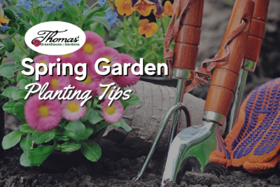 Spring Planting Tips: What, When & How for a Thriving Garden