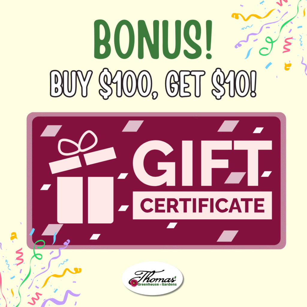 2 Promotional graphic from Thomas’ Greenhouse & Gardens with the text “Bonus! Buy $100, Get $10!” A large illustration of a maroon gift certificate with a gift box icon is centered. Colorful confetti decorates the corners. The Thomas’ logo appears at the bottom center.