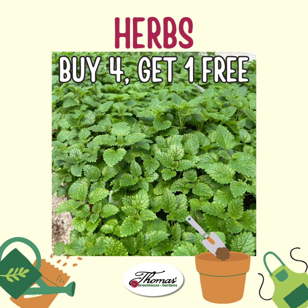 3 Promotional image from Thomas’ Greenhouse & Gardens showing a dense bed of green herb plants. Bold text reads “Herbs – Buy 4, Get 1 Free.” Gardening-themed illustrations, including a watering can, seed packet, apron, and trowel in a pot, decorate the corners. The Thomas’ logo appears at the bottom.