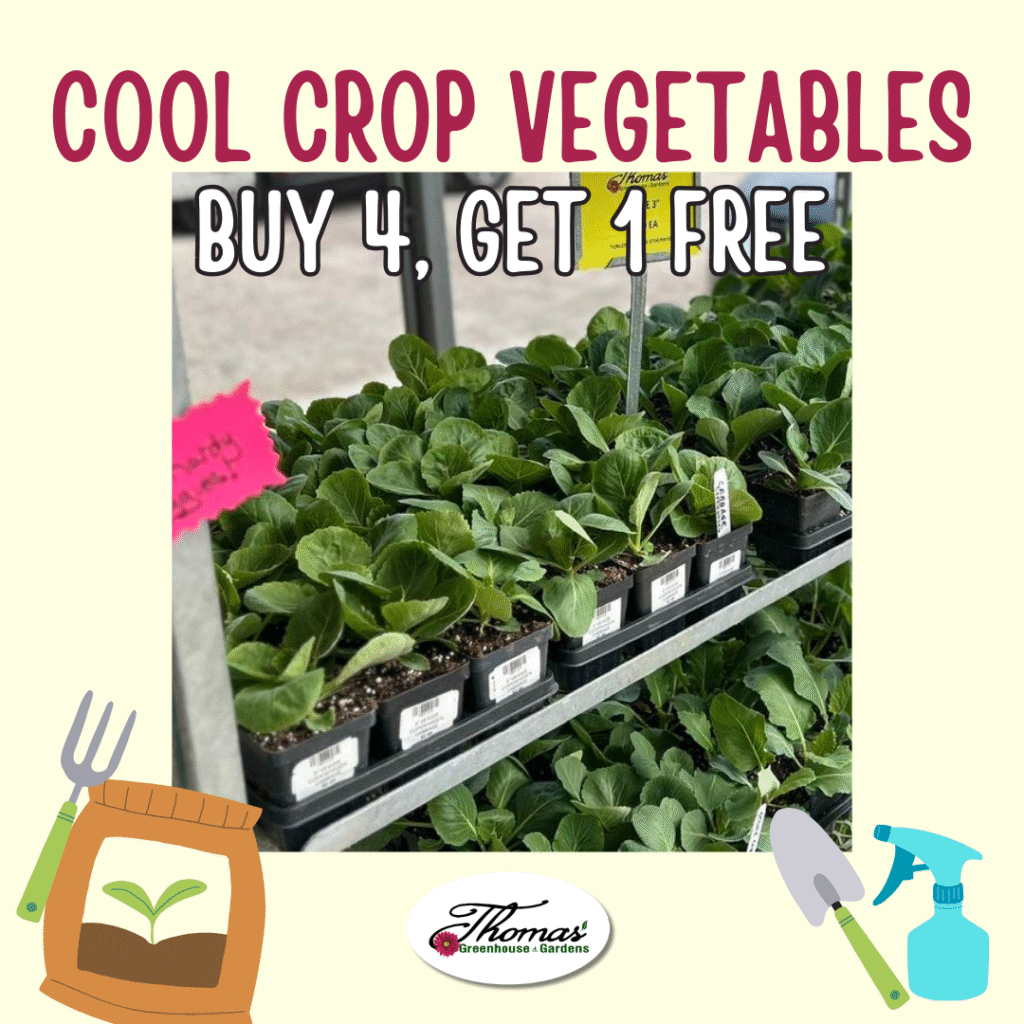 4 Promotional image from Thomas’ Greenhouse & Gardens showing trays of leafy green cool crop vegetable seedlings, such as cabbage or lettuce. Bold text reads “Cool Crop Vegetables – Buy 4, Get 1 Free.” Garden-themed illustrations like a seed packet, spray bottle, trowel, and garden fork appear in the corners. The Thomas’ logo is centered at the bottom.