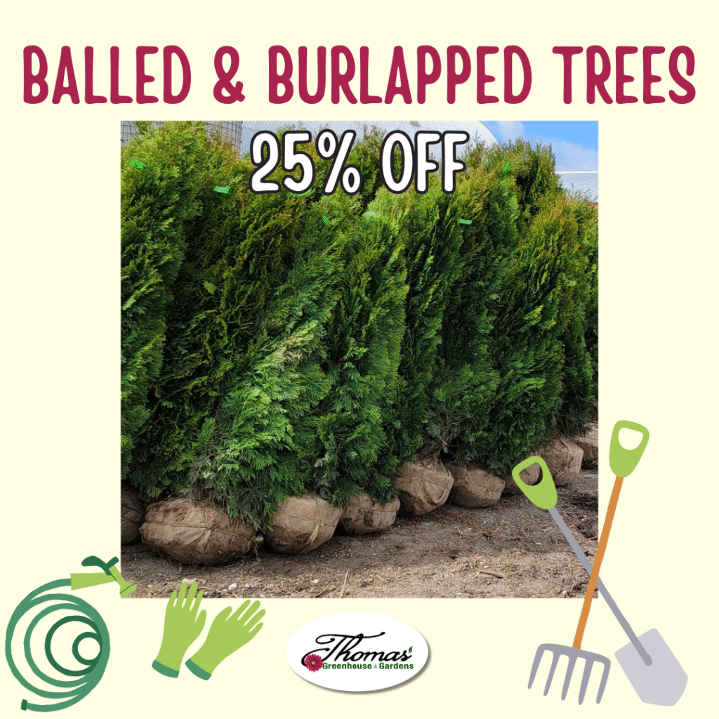 5 Promotional image from Thomas’ Greenhouse & Gardens showing a row of tall evergreen trees with their root balls wrapped in burlap. Text at the top reads “Balled & Burlapped Trees – 25% Off.” Gardening icons including gloves, a hose, and digging tools decorate the corners. The Thomas’ logo appears at the bottom center.