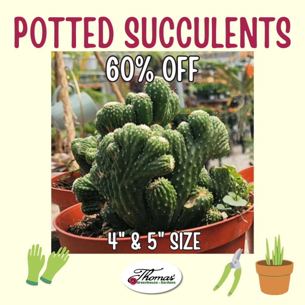 6 Promotional image from Thomas’ Greenhouse & Gardens featuring a close-up of a potted succulent in a terracotta container. Text reads “Potted Succulents – 60% Off – 4" & 5" Size.” Gardening icons including gloves, pruners, and a small potted plant appear in the corners. The Thomas’ logo is centered at the bottom.
