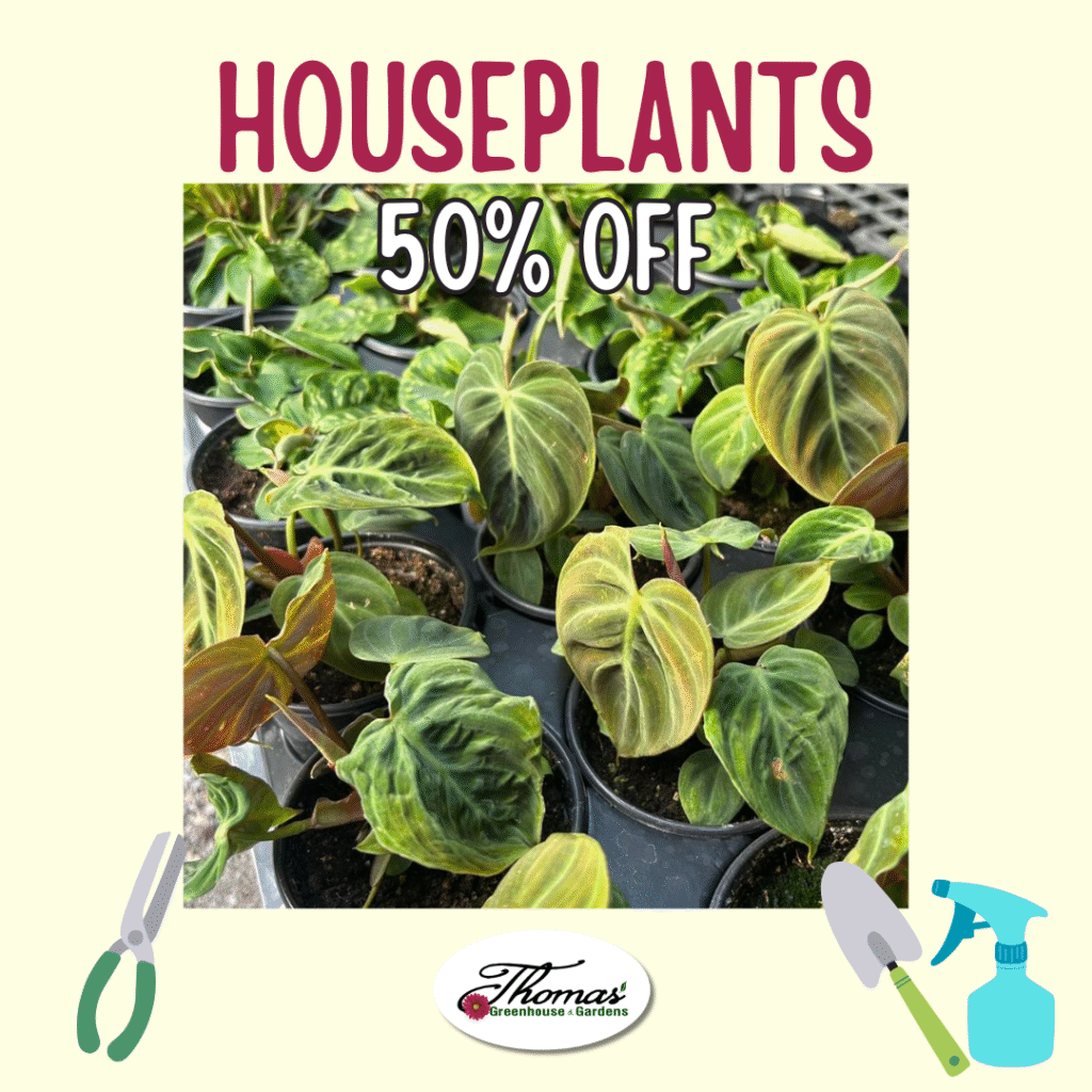 7 Promotional image from Thomas’ Greenhouse & Gardens featuring small potted houseplants with vibrant green and reddish leaves. Text reads “Houseplants – 50% Off.” Gardening icons including pruners, a trowel, a spray bottle, and the Thomas’ logo are positioned around the image.