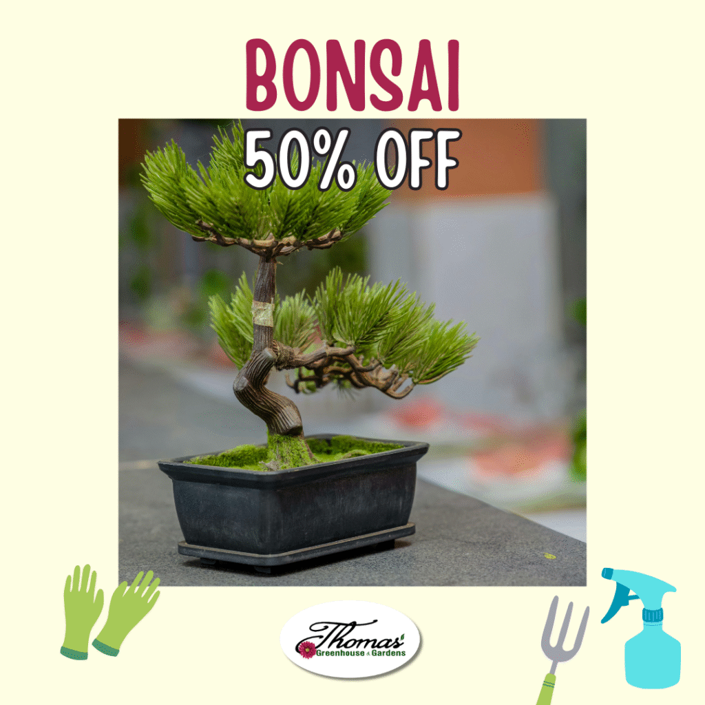 8 Promotional image from Thomas’ Greenhouse & Gardens showing a small, sculpted bonsai tree in a rectangular black pot. Text reads “Bonsai – 50% Off.” Gardening icons, including gloves, a hand fork, and a spray bottle, decorate the corners. The Thomas’ logo appears at the bottom center.