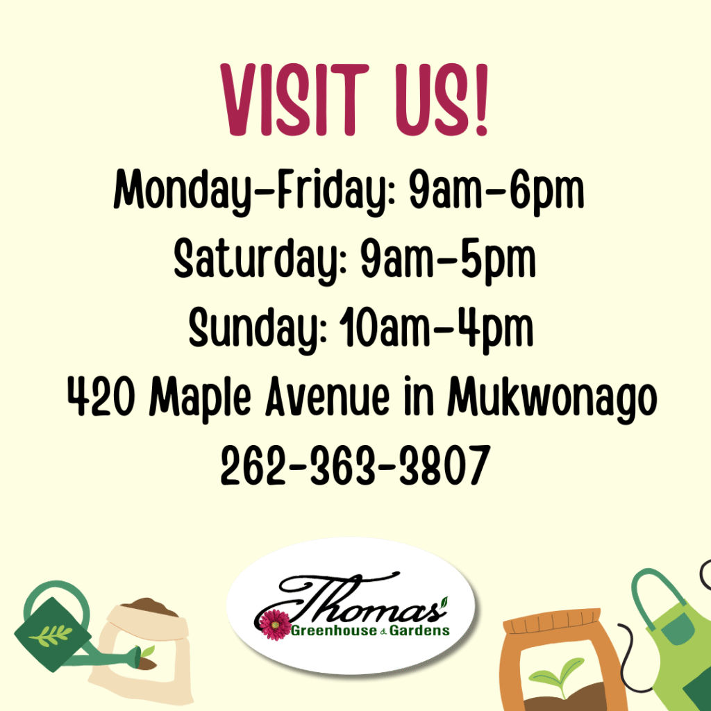 9 Graphic from Thomas’ Greenhouse & Gardens with the heading “Visit Us!” followed by store hours: Monday–Friday: 9am–6pm Saturday: 9am–5pm Sunday: 10am–4pm Location: 420 Maple Avenue in Mukwonago Phone: 262-363-3807 The Thomas’ logo appears at the bottom, surrounded by gardening illustrations like watering cans, seed packets, and a garden apron.