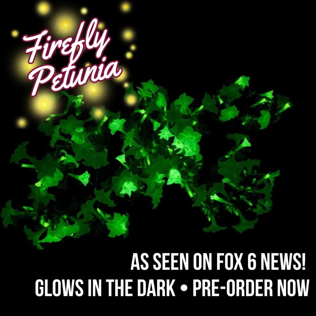 Brian Kramp Visits Thomas Greenhouse & Gardens (3) Promotional image for the Firefly Petunia, a glow-in-the-dark plant. The graphic shows bright green flowers glowing against a black background, with yellow sparkles around the text “Firefly Petunia” in a glowing script font. Text at the bottom reads, “As seen on FOX 6 News! Glows in the dark • Pre-order now.”
