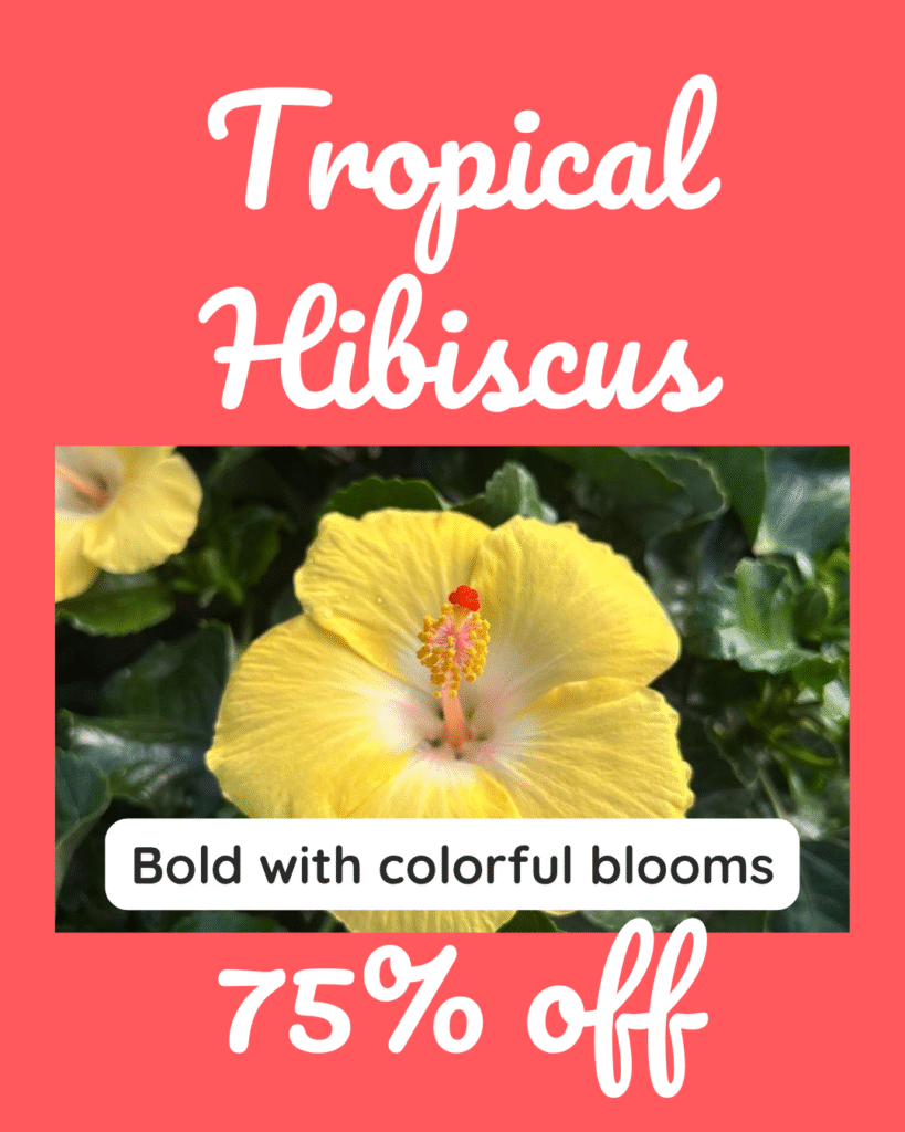 2 Bright coral background with a yellow hibiscus bloom. Text reads “Tropical Hibiscus – 75% Off” with the tagline “Bold with colorful blooms.”