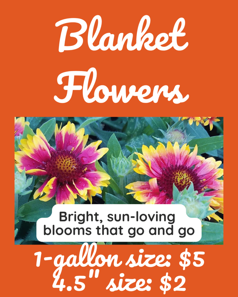 6 Burnt orange background featuring vivid red and yellow blanket flowers. Text reads “Blanket Flowers” with pricing: “1-gallon size: $5, 4.5" size: $2” and tagline “Bright, sun-loving blooms that go and go.”