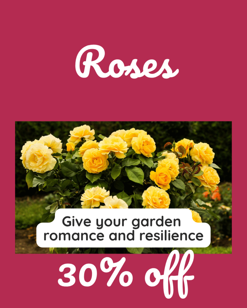7 Rich berry pink background with yellow rose bush in full bloom. Text reads “Roses – 30% Off” with the tagline “Give your garden romance and resilience.”