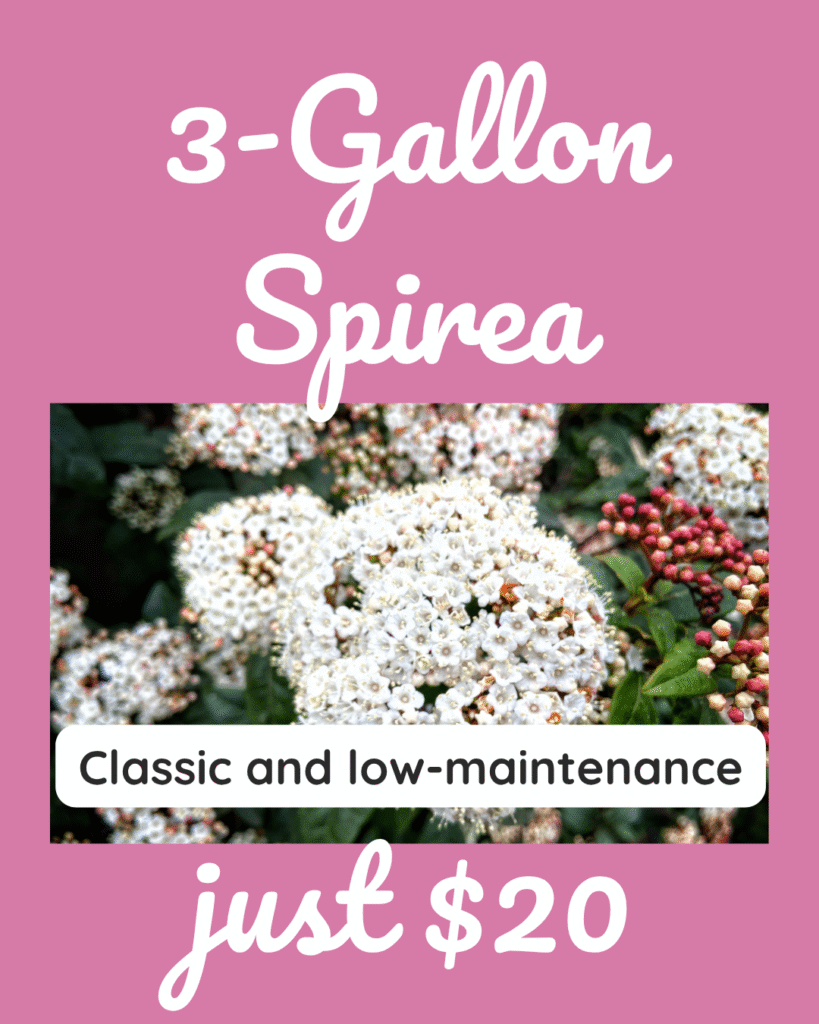 8 Soft pink background with white spirea blooms. Text reads “3-Gallon Spirea – Just $20” with the tagline “Classic and low-maintenance.”