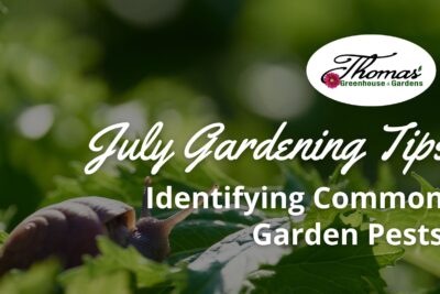 Identifying and Controlling Common Garden Pests in July