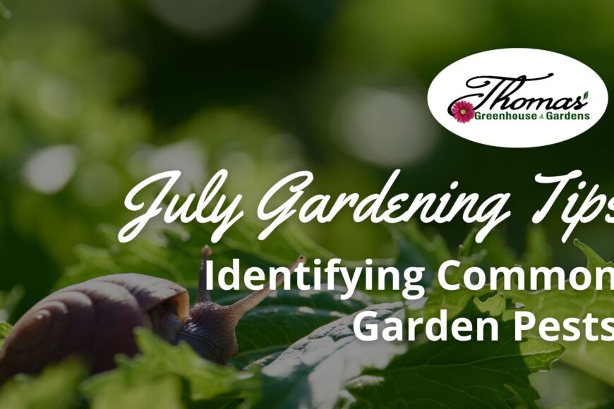 Identifying and Controlling Common Garden Pests in July