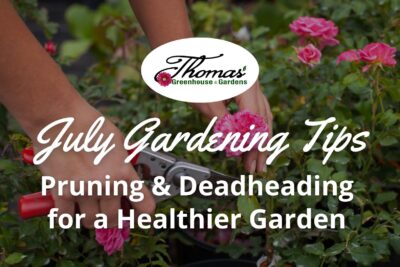 Pruning and Deadheading for a Healthier Garden in July