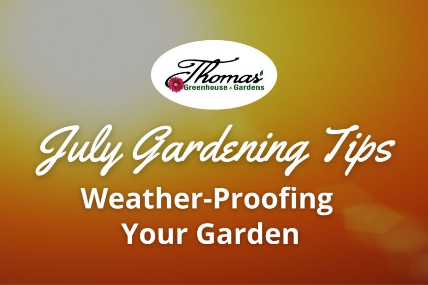 Weather-Proofing Your Garden for July Extremes
