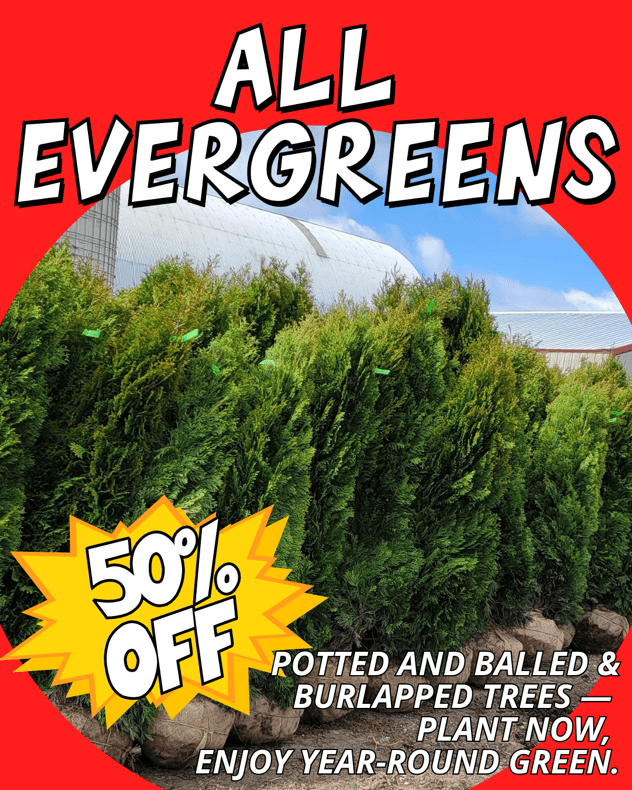 evergreens-50-off-labor-day-sale-thomas-greenhouse Evergreen trees for sale at Thomas Greenhouse with sign All Evergreens 50% Off, plant now enjoy year-round green.