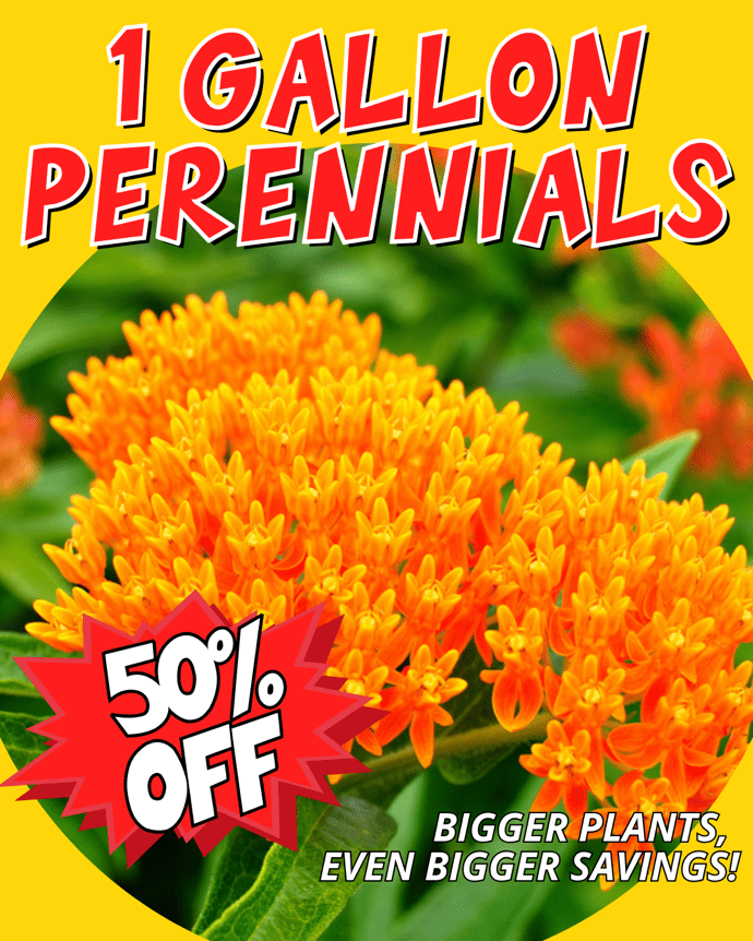 perennials-1-gallon-50-off-labor-day-sale-thomas-greenhouse Bright perennial flowers at Thomas Greenhouse with sign 1 Gallon Perennials 50% Off, bigger plants even bigger savings.
