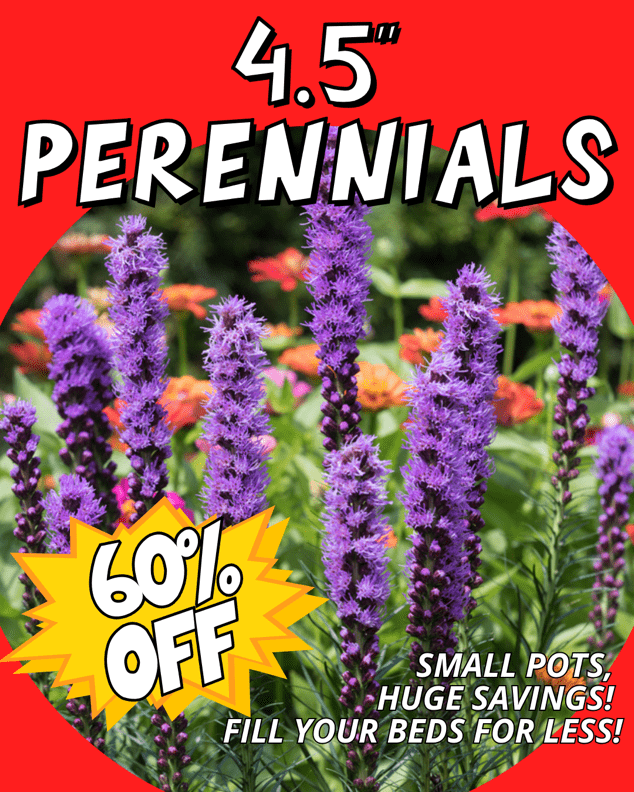 perennials-4-5-inch-60-off-labor-day-sale-thomas-greenhouse Colorful 4.5 inch perennial flowers at Thomas Greenhouse with sign 60% Off, small pots huge savings.