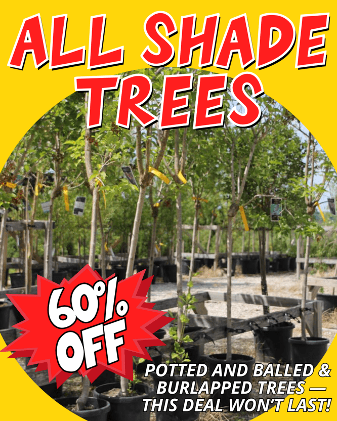 shade-trees-60-off-labor-day-sale-thomas-greenhouse Shade trees for sale at Thomas Greenhouse with sign All Shade Trees 60% Off, potted and balled & burlapped trees.