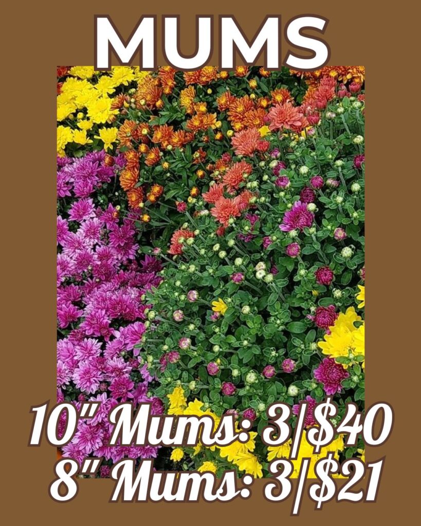 mums-specials-october-savings-thomas-greenhouse Thomas Greenhouse October Savings sign showing colorful mums in pink yellow and orange with text 10 inch mums 3 for 40 and 8 inch mums 3 for 21